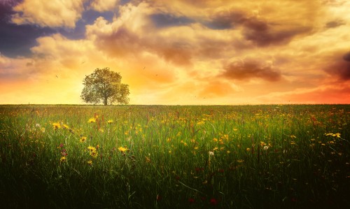 Image green grass field during sunset