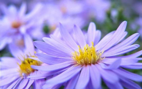 Image purple and yellow flower in tilt shift lens