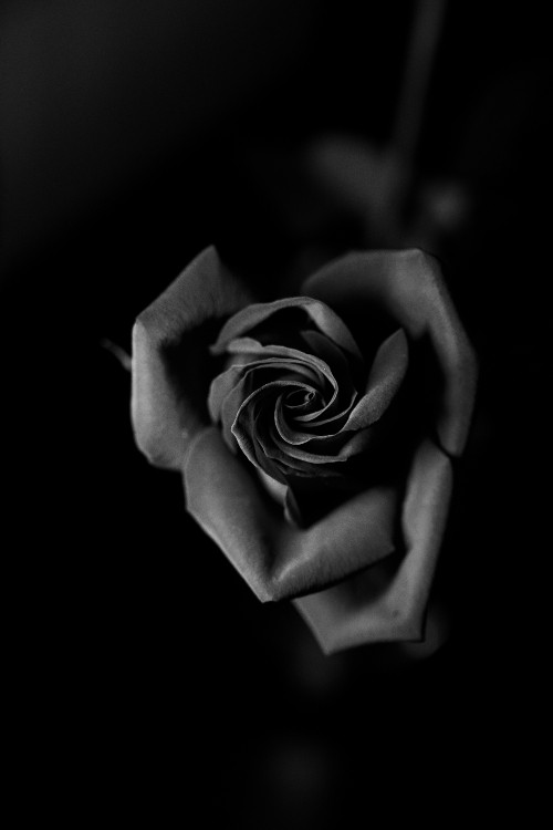 Image grayscale photo of rose flower