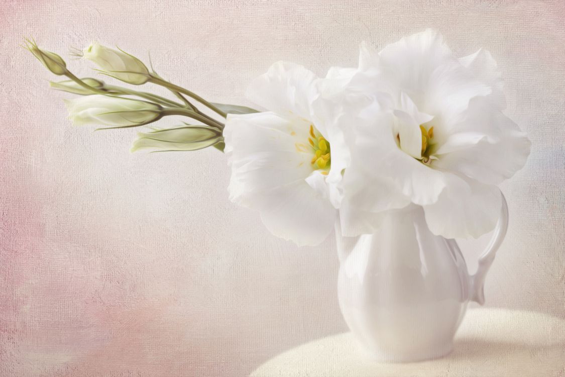 Weiße Blume in Klarglasvase. Wallpaper in 5616x3744 Resolution