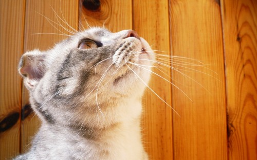 Image white and grey short fur cat