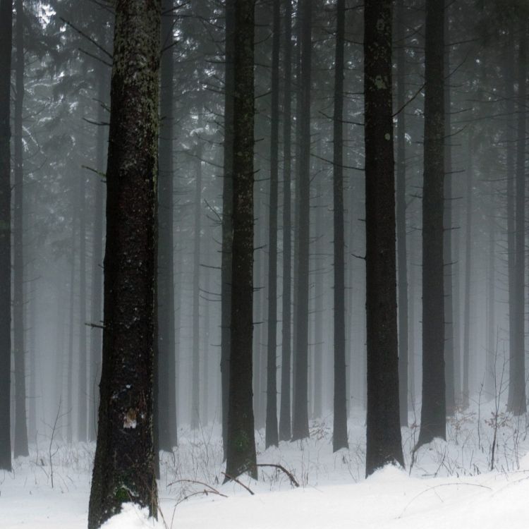 snow covered trees during daytime