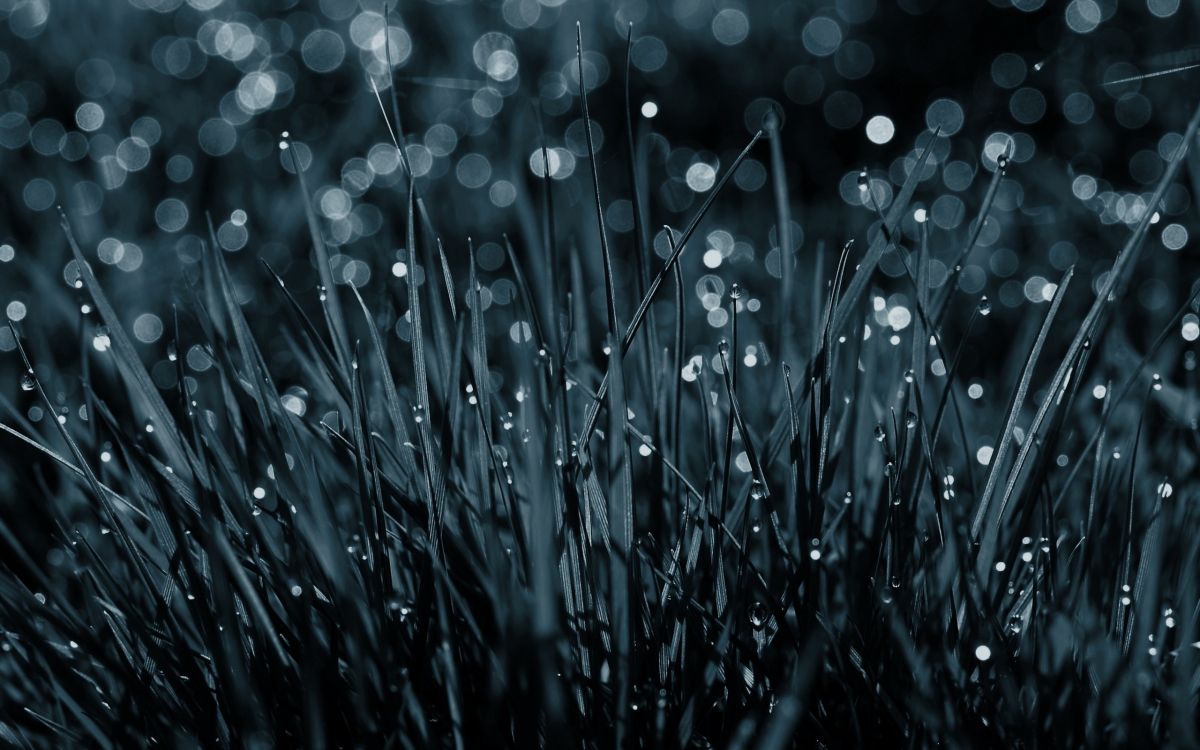 water droplets on green grass