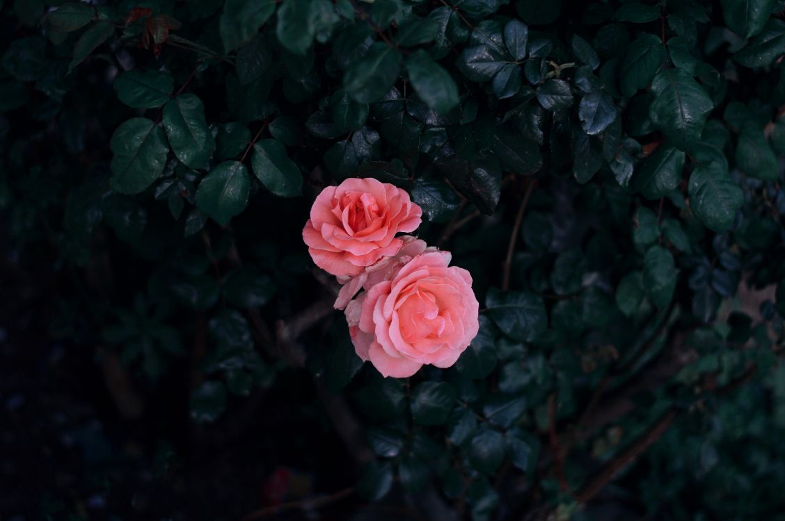 Rose Rose en Fleurs Pendant la Journée. Wallpaper in 6016x4000 Resolution