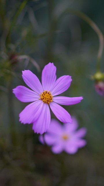 Image purple flower in tilt shift lens
