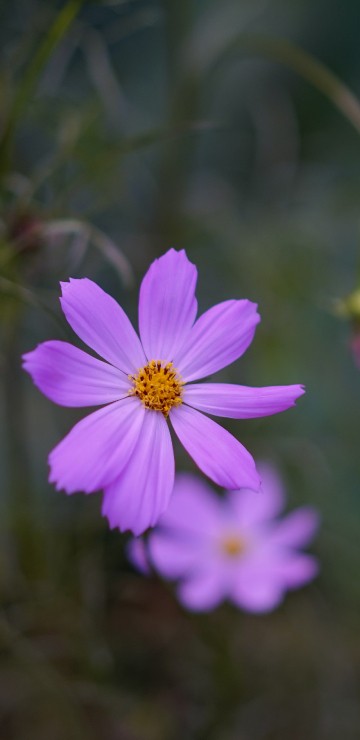 Image purple flower in tilt shift lens