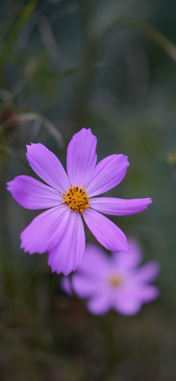 Image purple flower in tilt shift lens