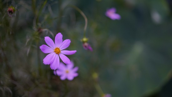 Image purple flower in tilt shift lens