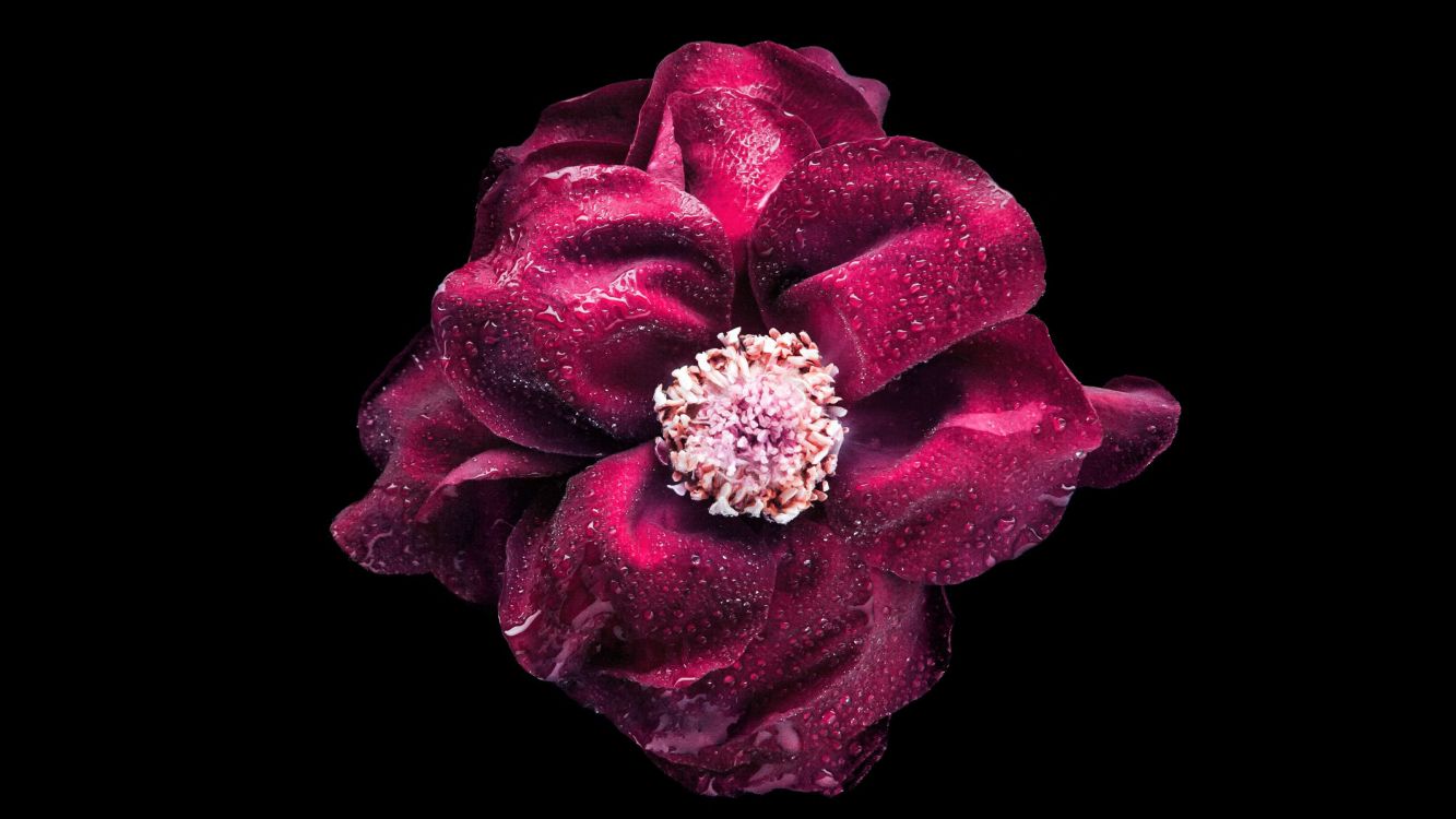 pink rose with water droplets