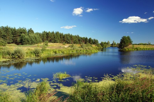 Image green trees beside river under blue sky during daytime