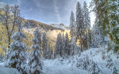 Image snow covered trees and mountains under cloudy sky during daytime