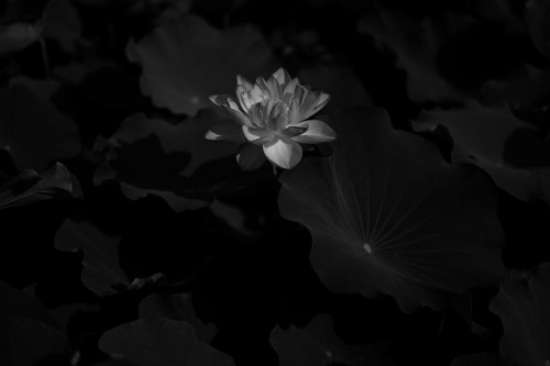 Image grayscale photo of a flower