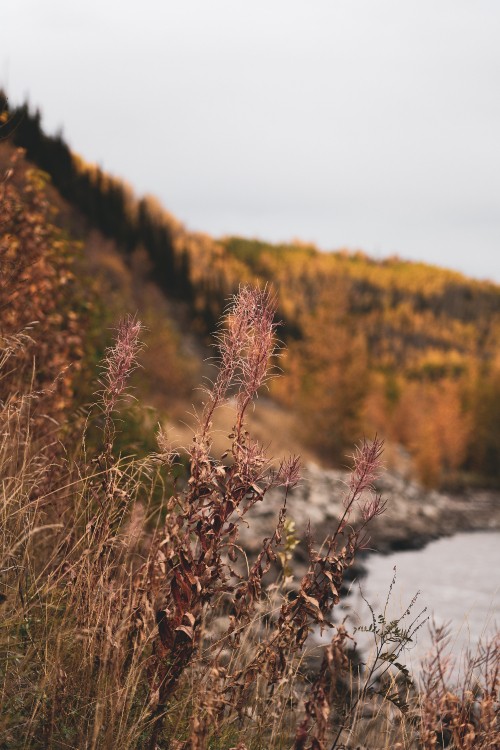 Image nature, vegetation, natural landscape, leaf, wilderness