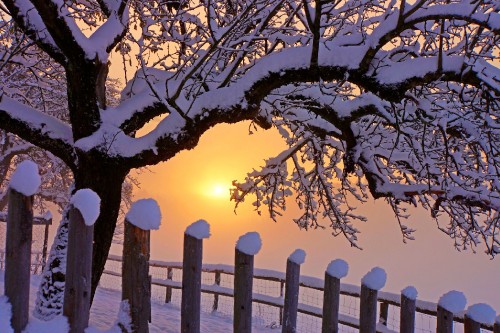 Image brown wooden fence near trees during sunset