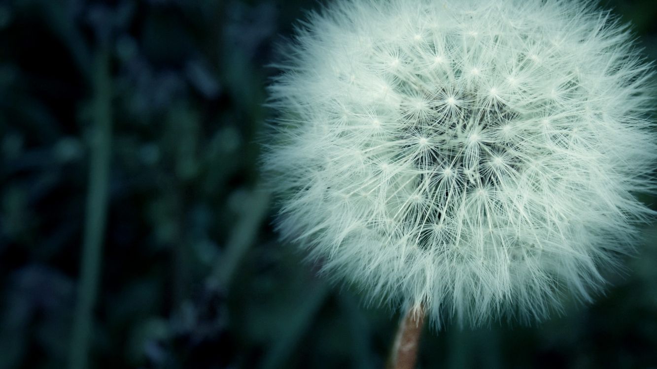 white dandelion in close up photography