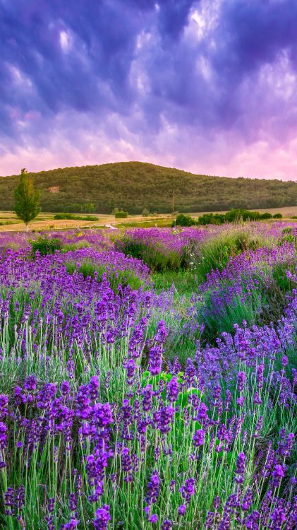 lavender fields, lavender, Valensole, flower, cloud