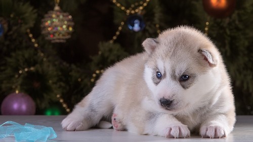 Image white and gray siberian husky puppy on white textile