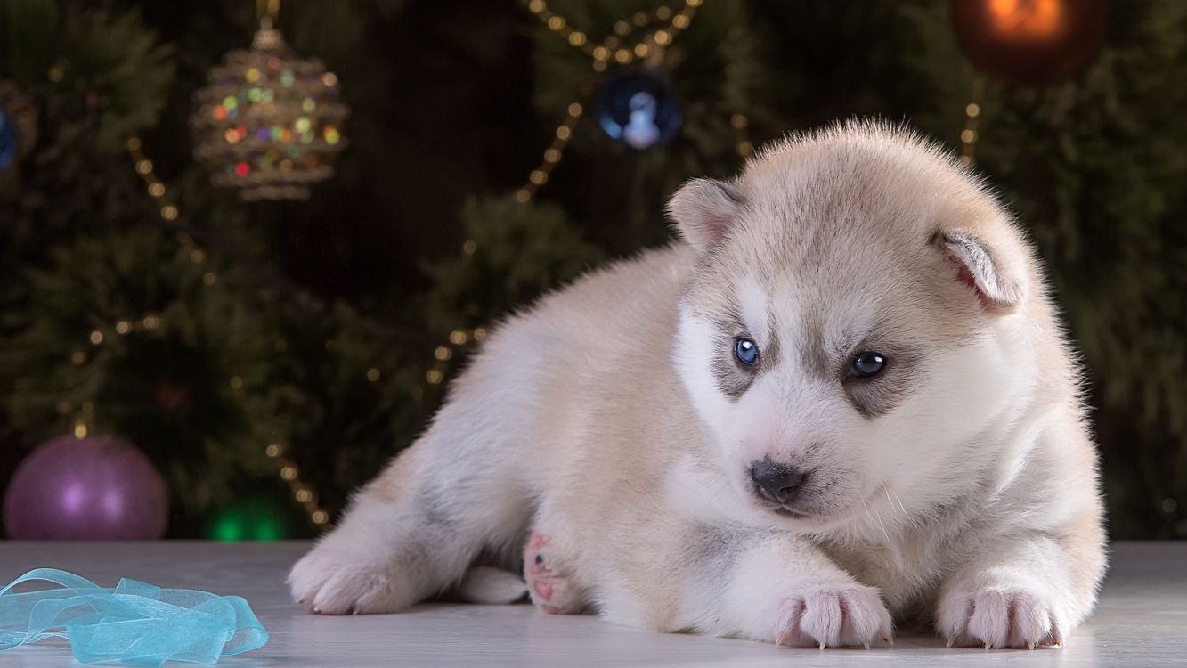 white and gray siberian husky puppy on white textile