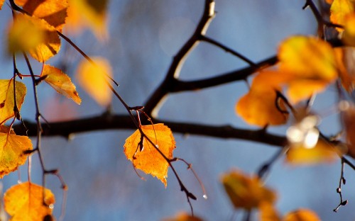 Image brown leaves in tilt shift lens