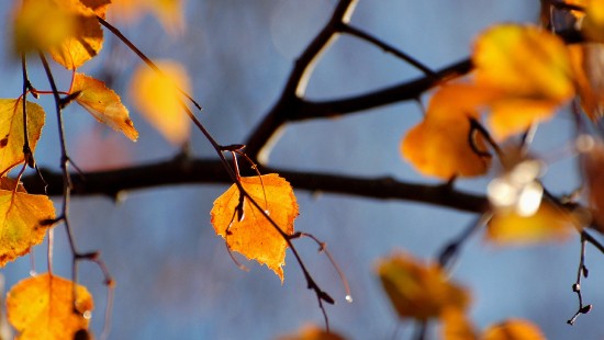 Image brown leaves in tilt shift lens