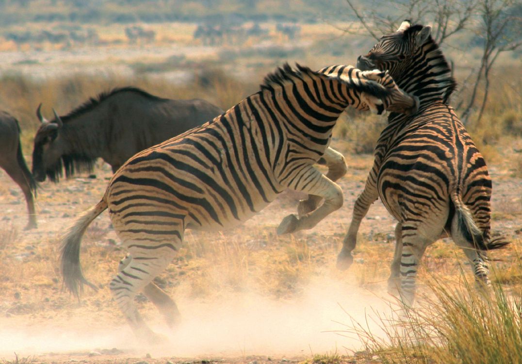 Zebra, Das Tagsüber Gras Isst. Wallpaper in 2048x1427 Resolution