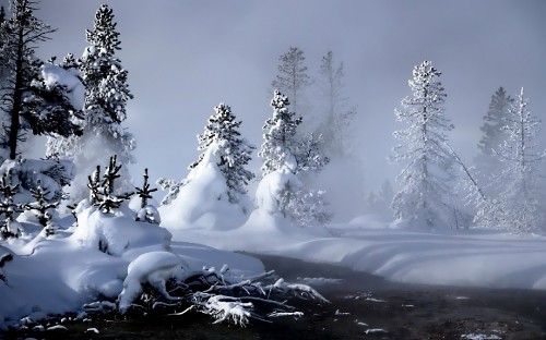 Image snow covered trees during daytime