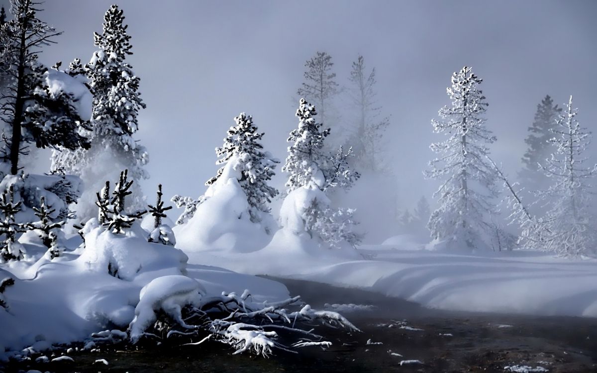 snow covered trees during daytime