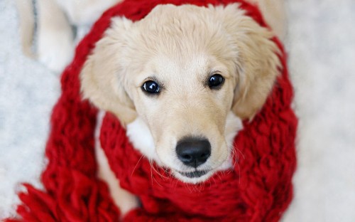 Image yellow labrador retriever puppy covered with red blanket