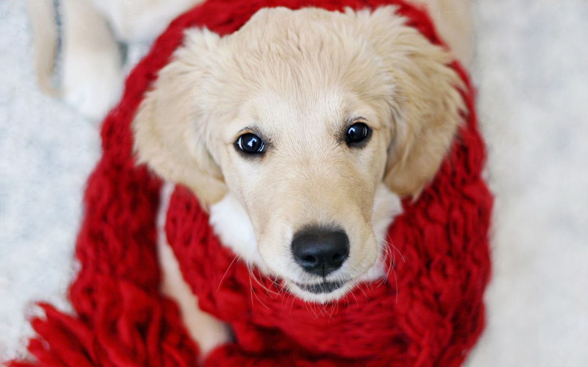 Yellow Labrador Retriever Puppy Covered With Red Blanket. Wallpaper in 2560x1600 Resolution