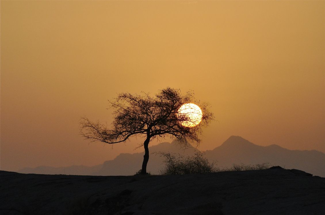 silhouette of tree during sunset