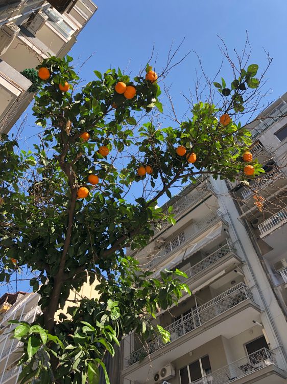 tree, leaf, biology, fruit tree, neighbourhood