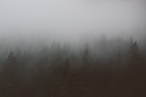 Image green pine trees covered with fog