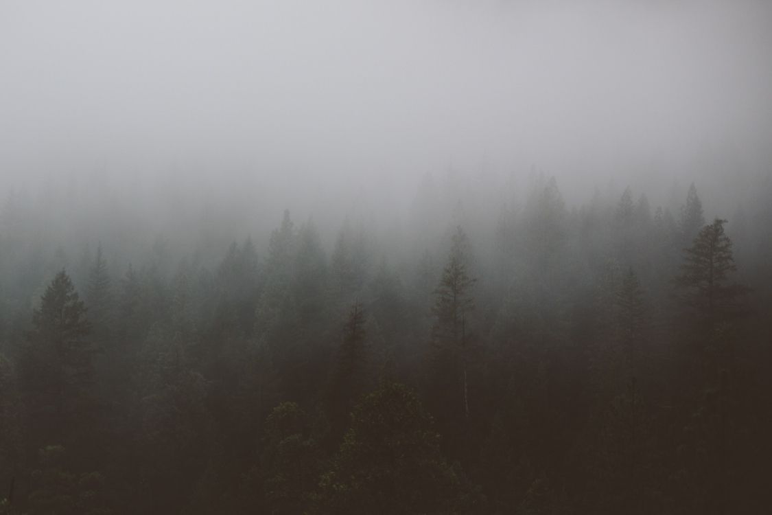 green pine trees covered with fog