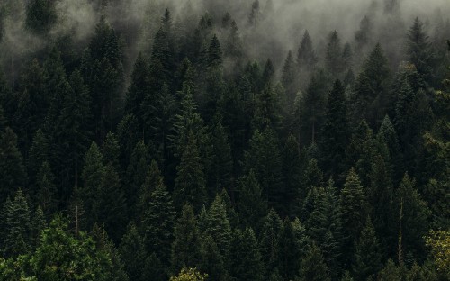 Image green trees on foggy weather