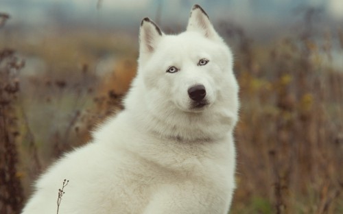 Image white wolf on brown grass field during daytime