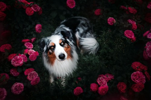 Image white black and brown long coated dog