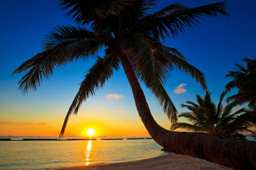 Image palm tree near body of water during sunset