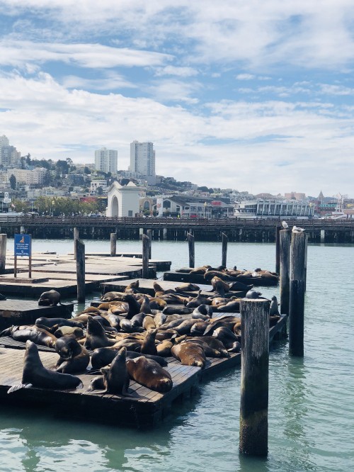 Image pier, san francisco, pier 39, water transportation, water