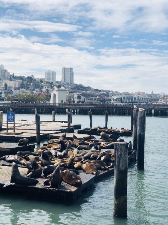 pier, san francisco, pier 39, water transportation, water