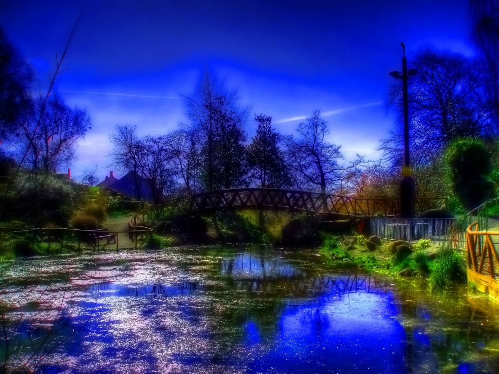 green trees near body of water during night time