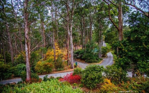 Image green and red trees and plants