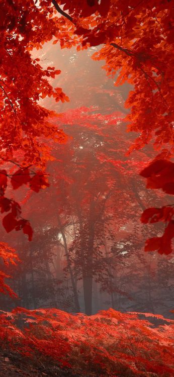 3440x1440p Fallen, Herbst, Herbst-Blatt, Farbe, Blatt, Natur. Wallpaper in 1080x2340 Resolution