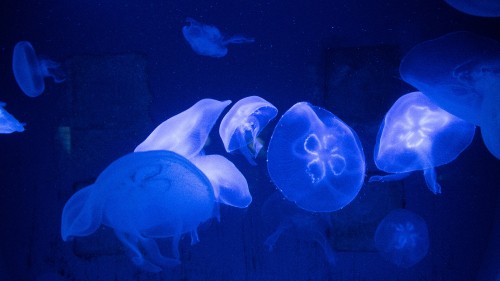 Image blue jellyfish in water during daytime