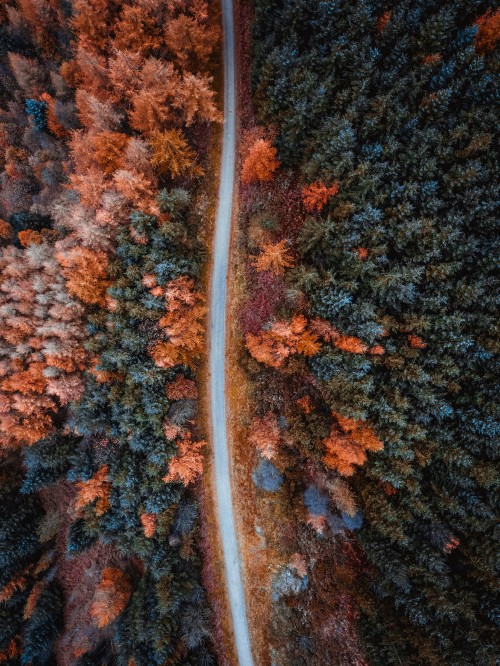 Image autumn, orange, brown, leaf, tree