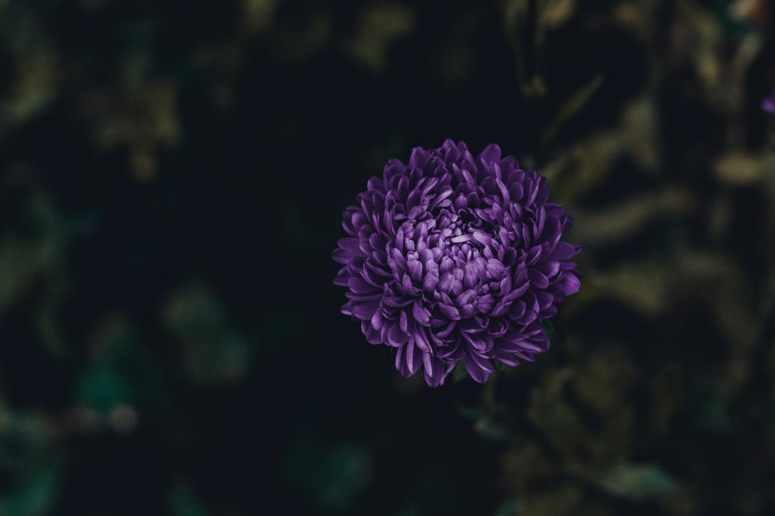 Purple Flower in Tilt Shift Lens. Wallpaper in 4482x2988 Resolution