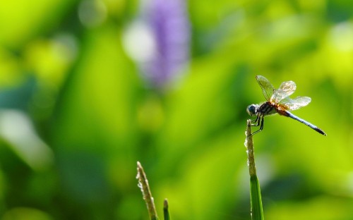 Image green and black dragonfly perched on green leaf in close up photography during daytime