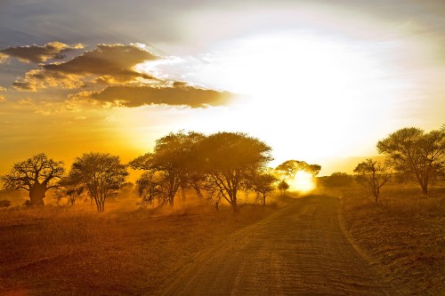 Image brown field with trees during sunset