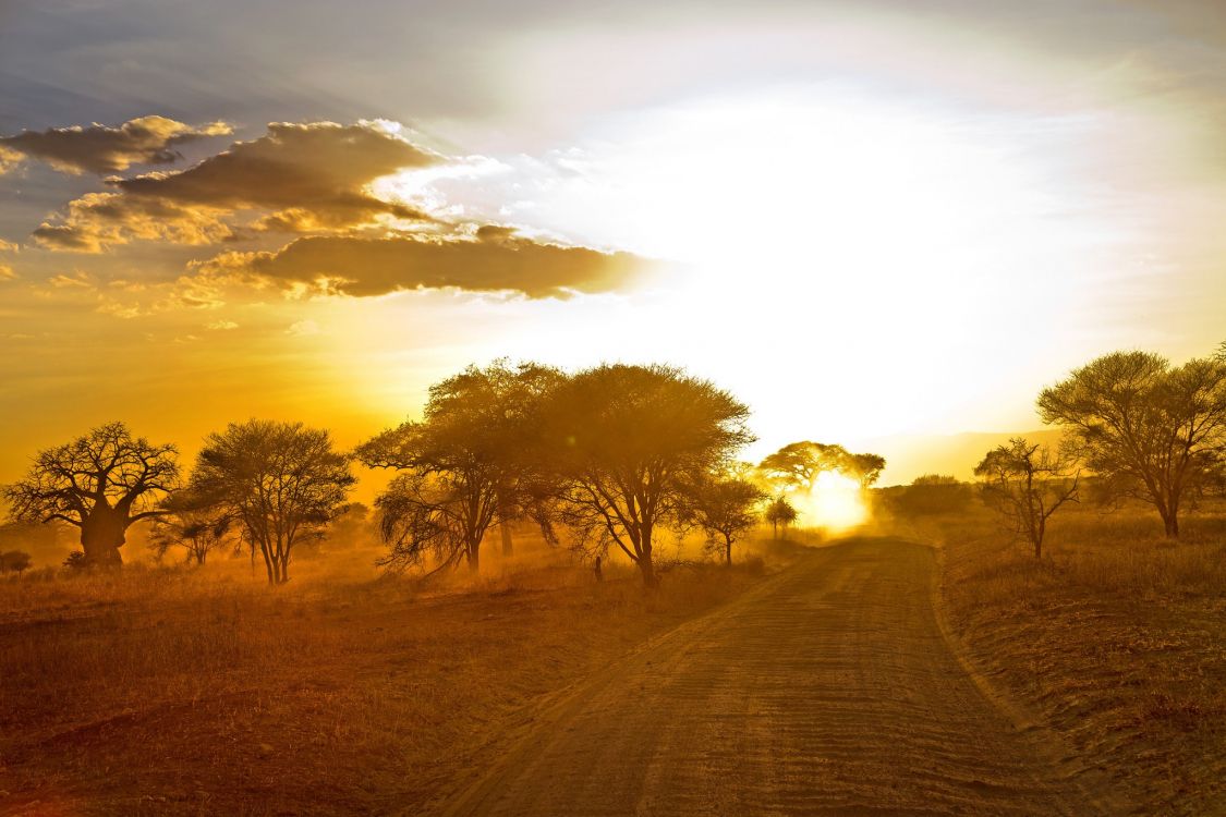 brown field with trees during sunset