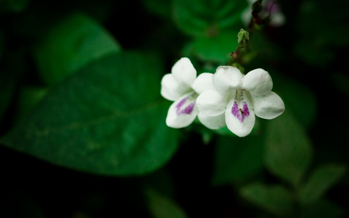White and Purple Flower in Close up Photography. Wallpaper in 1920x1200 Resolution