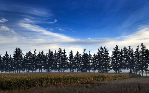 Image green trees under blue sky during daytime